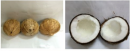 Chế biến một số sản phẩm từ quả dừa Sáp làm nguyên liệu phục vụ sản xuất các sản phẩm thực phẩm, mỹ phẩm